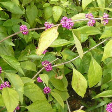Image of American Beautyberry Fruit on the bush.